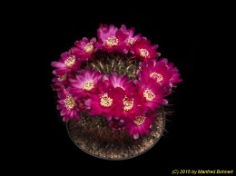 Sulcorebutia tiraquensis v. 2122